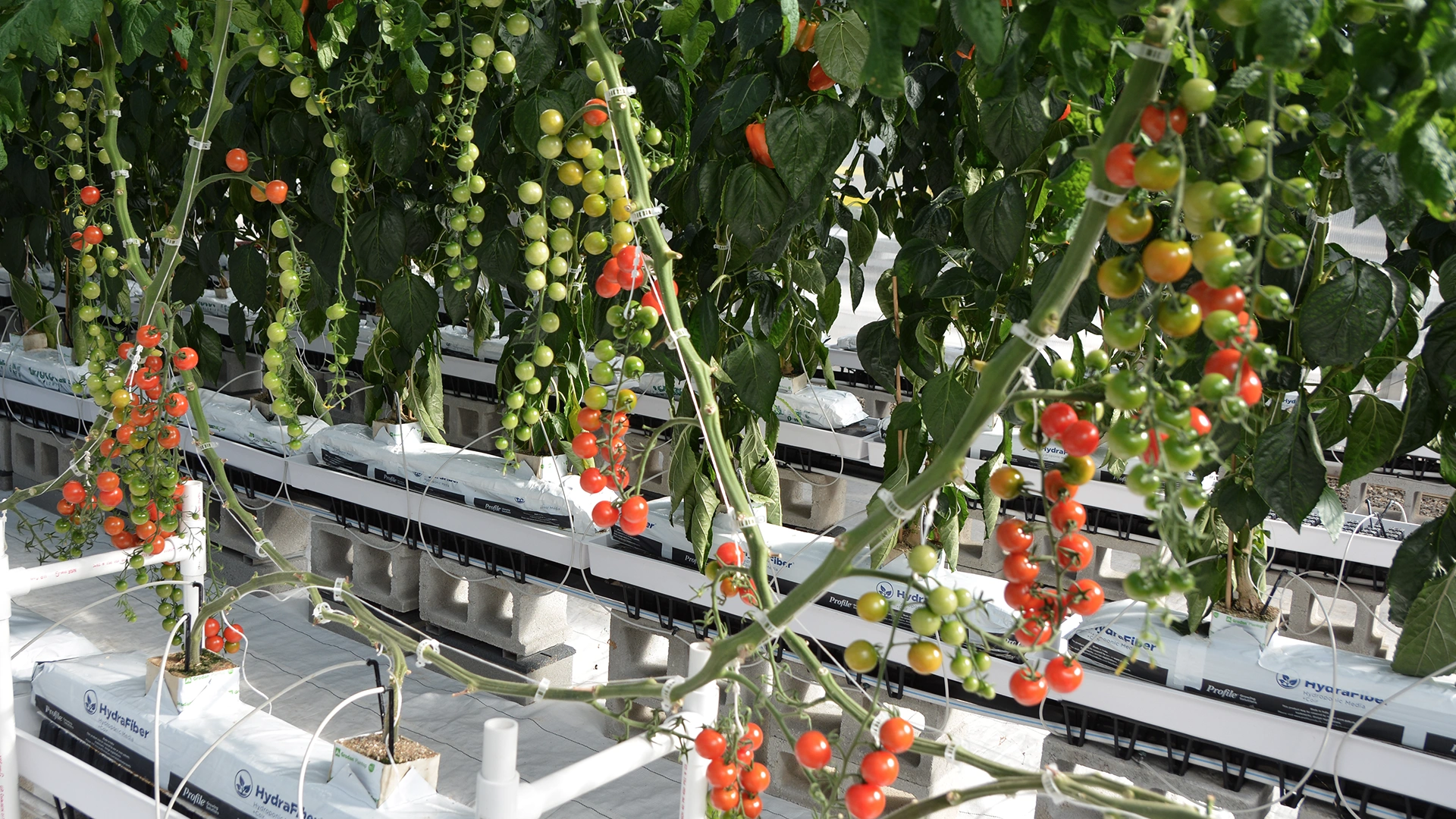 Clusters of red and green tomatoes grow on tall vines in a greenhouse. The plants are supported by strings and grow in white hydroponic containers.