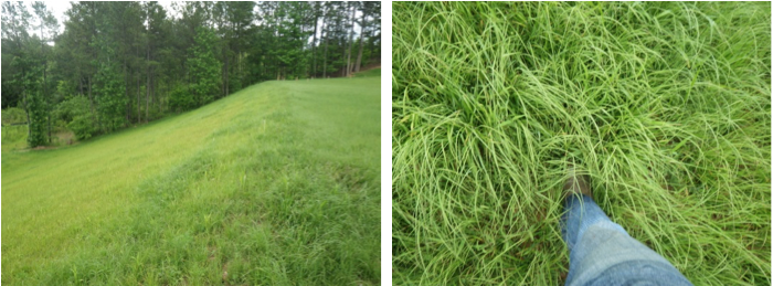 Left: A sloped grassy hill with trees in the background. Right: Close-up of a persons leg and foot in jeans standing in tall, green grass.