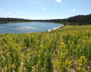A lake bordered by a lush field of tall yellow wildflowers under a sunny blue sky, with a tree line in the background.