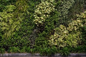 A lush green vertical garden with various types of leafy plants growing closely together, covering a wall from top to bottom, and bordered by a strip of grass at the base.