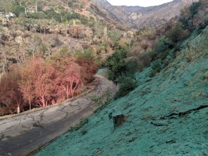 A winding road with cracked pavement curves through hills. Trees on the left have reddish leaves, while the slope on the right is covered with green hydroseeding. Distant mountains rise under a cloudy sky.