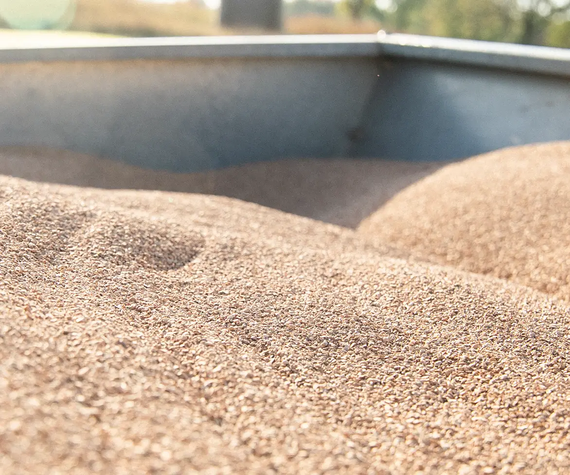 Close-up of small porous ceramic granules piled in a container, showing a coarse, sandy texture.