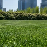 Close-up view of dense green lawn grass with a blurred city skyline and shrubs in the background.