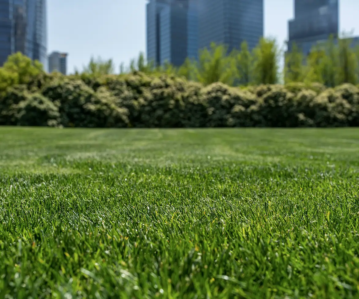 Close-up view of dense green lawn grass with a blurred city skyline and shrubs in the background.