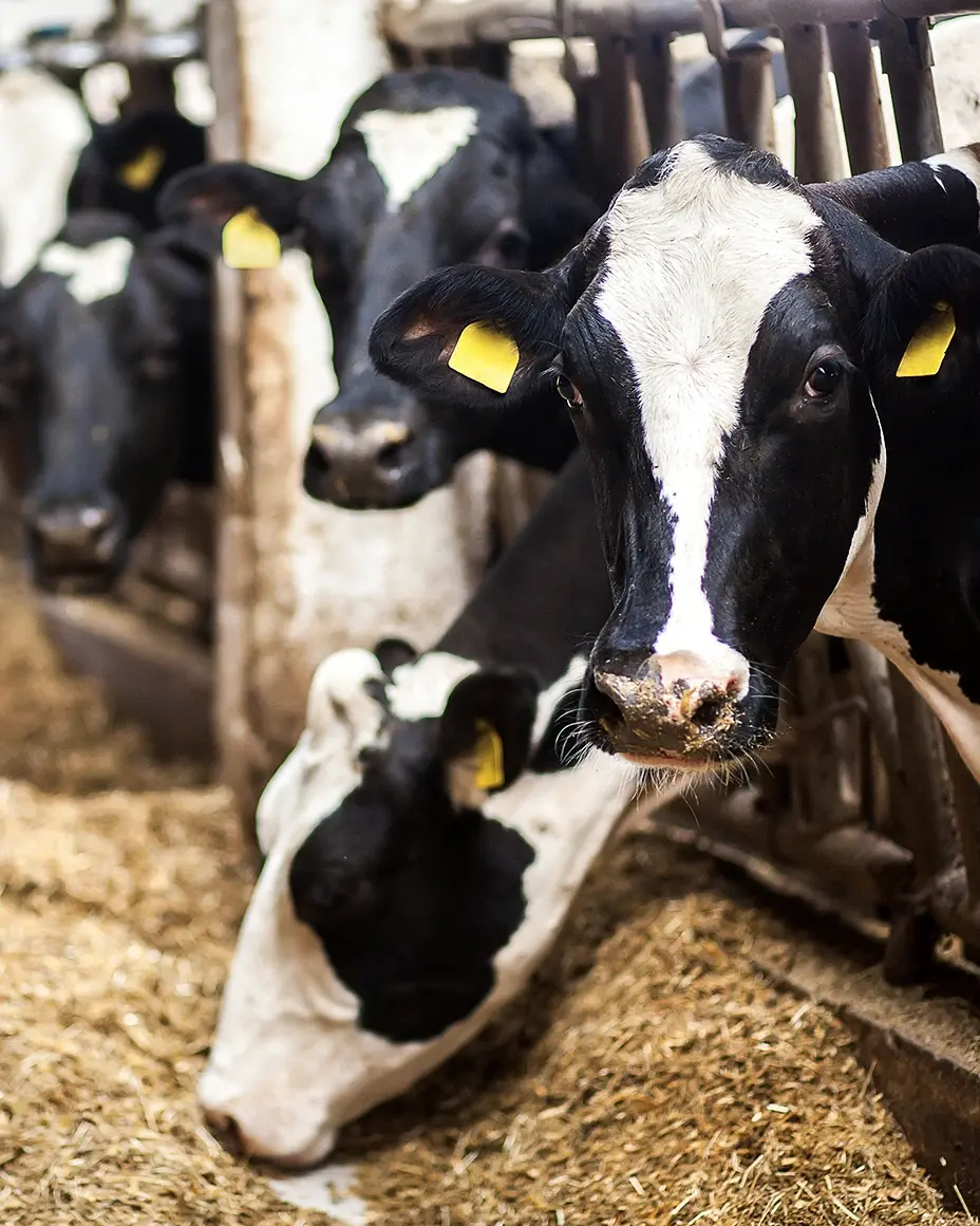 Four black and white cows with yellow ear tags are standing in a row inside a barn, eating hay from a feeding trough.