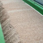 Close-up view of tan porous ceramic topdressing material inside a green spreader hopper.