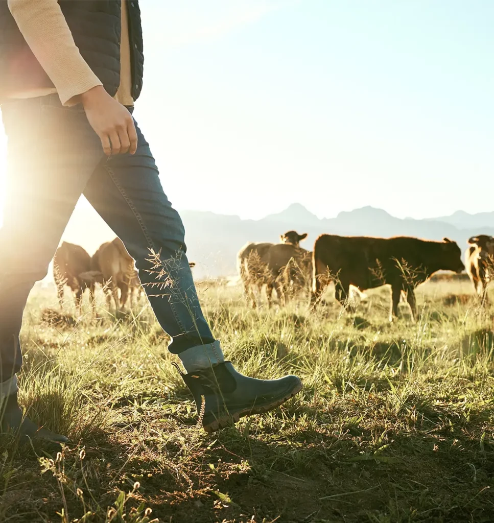 A person in jeans and boots walks through a grassy field with cows grazing nearby, while sunlight shines in the background and mountains are visible in the distance.