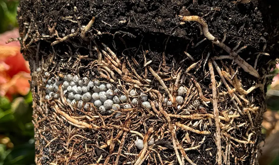 A close-up of a plants root ball shows tangled roots and a cluster of small, round, white fertilizer pellets embedded in the soil.