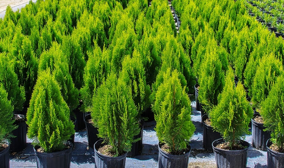 Rows of small, vibrant green potted conifer trees are arranged closely together outdoors on a black surface, creating a lush, uniform appearance.