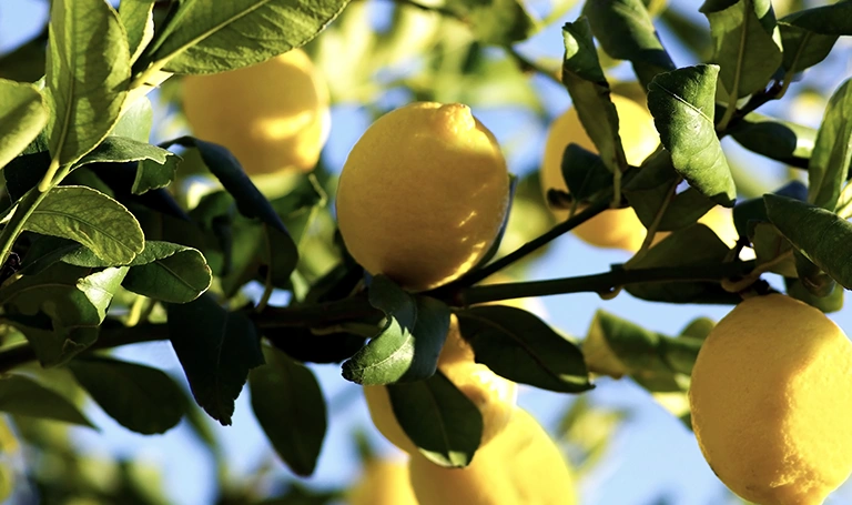 Bright yellow lemons hanging on tree branches among green leaves, with sunlight shining on the fruit and foliage.