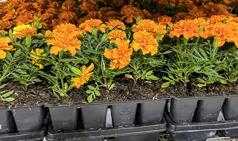 Trays filled with blooming orange marigold flowers, each plant in its own cell, arranged in neat rows of black plastic containers with soil.
