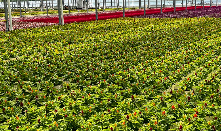 Rows of green plants with small red buds grow inside a large greenhouse. In the distance, there are vibrant bands of purple and red flowers. The structure has a glass roof and letting in natural light.