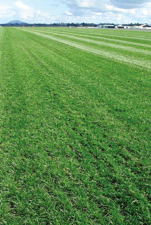 Wide open field of lush green grass under a partly cloudy sky, with faint tire tracks and distant buildings visible along the horizon.
