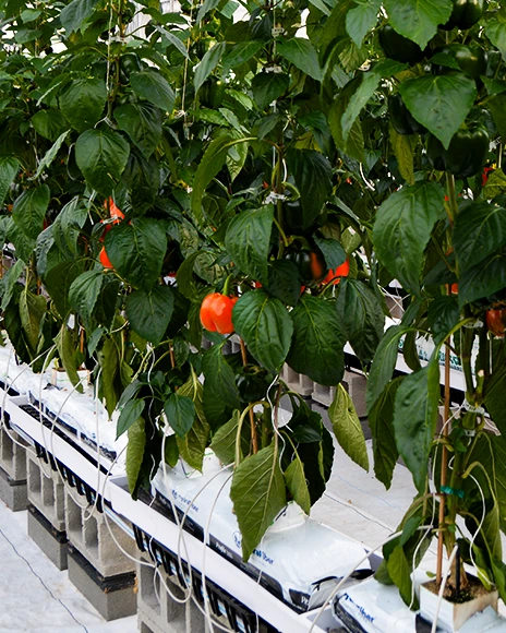 Peppers growing in hydroponic system