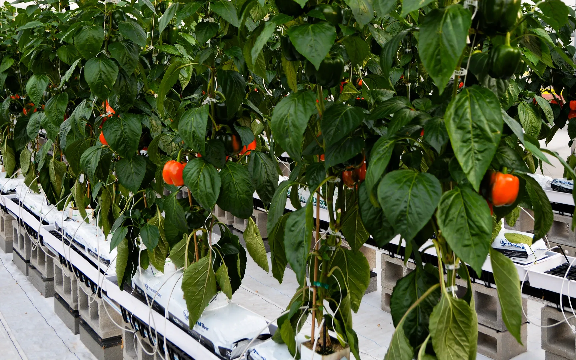 Rows of green pepper plants with ripe orange peppers growing in a greenhouse, supported by stakes and white grow bags on raised platforms.