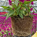 A potted plant with exposed roots and purple flowers is shown in close-up, set against a large greenhouse filled with many similar purple flowering plants.
