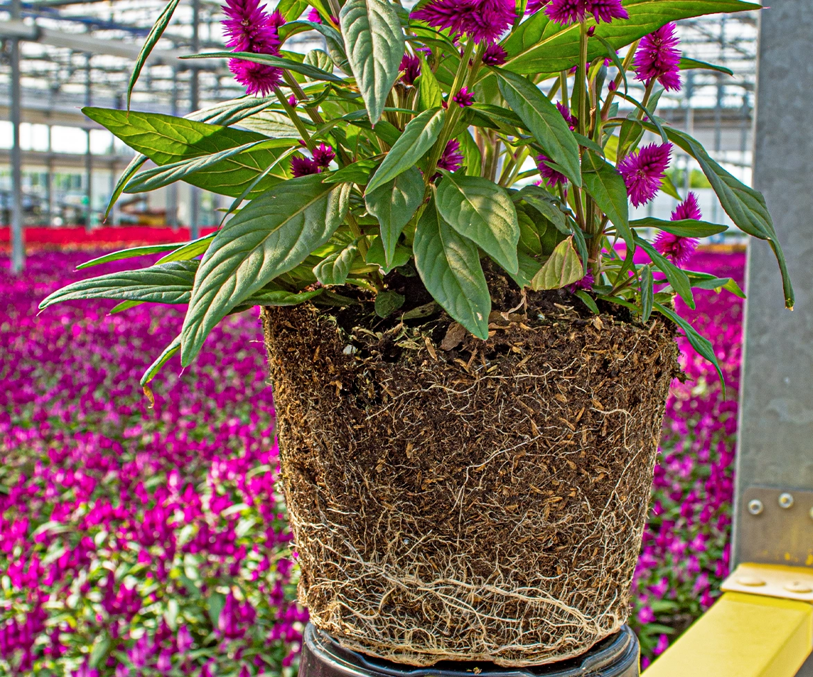 A potted plant with exposed roots and purple flowers is shown in close-up, set against a large greenhouse filled with many similar purple flowering plants.