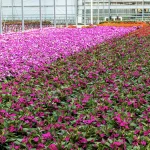 Rows of vibrant pink, magenta, and orange flowers fill a greenhouse, with green leaves beneath. Metal frames and a glass ceiling are visible above the colorful flower beds.