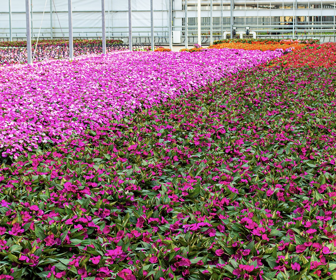 Rows of vibrant pink, magenta, and orange flowers fill a greenhouse, with green leaves beneath. Metal frames and a glass ceiling are visible above the colorful flower beds.