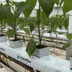 Green plants growing in rectangular containers filled with HydraFiber substrate, placed on white supports inside a greenhouse. Tubes provide irrigation to each plant.