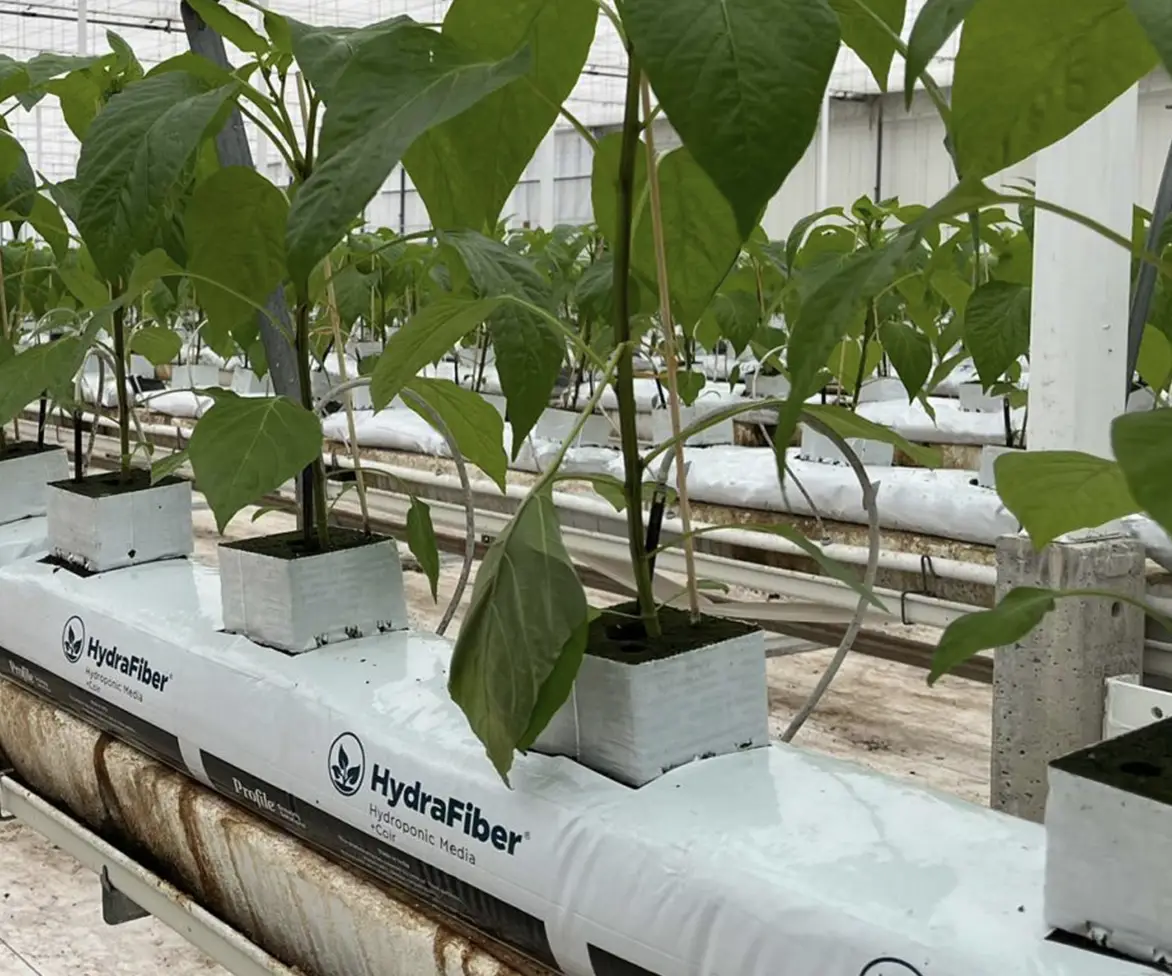 Green plants growing in rectangular containers filled with HydraFiber substrate, placed on white supports inside a greenhouse. Tubes provide irrigation to each plant.