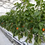 Rows of healthy green pepper plants with ripe red peppers grow in a bright, modern greenhouse, using a hydroponic system with white grow bags and irrigation tubes on raised concrete blocks.