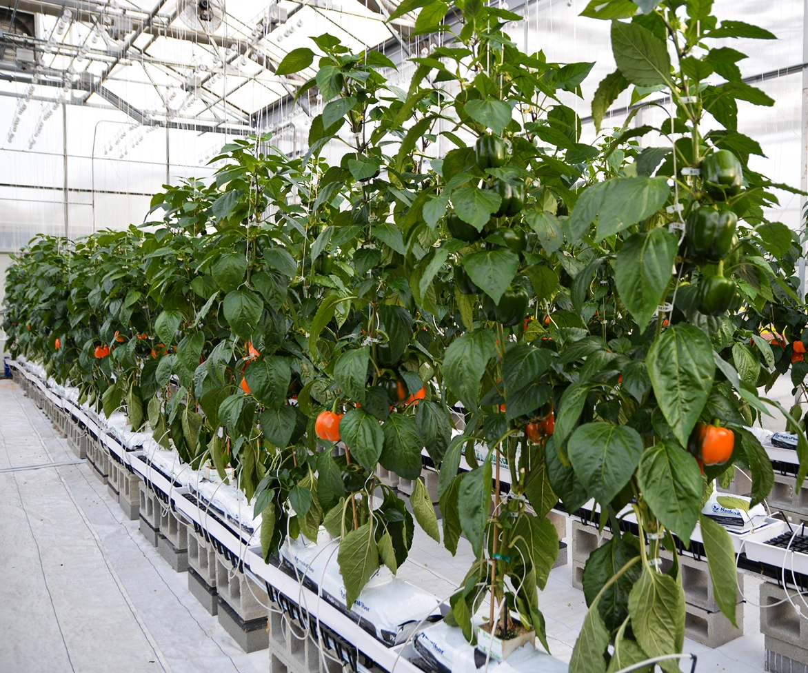 Rows of healthy green pepper plants with ripe red peppers grow in a bright, modern greenhouse, using a hydroponic system with white grow bags and irrigation tubes on raised concrete blocks.