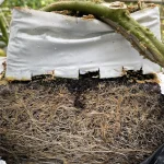 A dense tangle of plant roots is visible inside a white grow bag, with a thick green stem emerging from the top. The bag is cut open, exposing the intricate root system and dark soil.