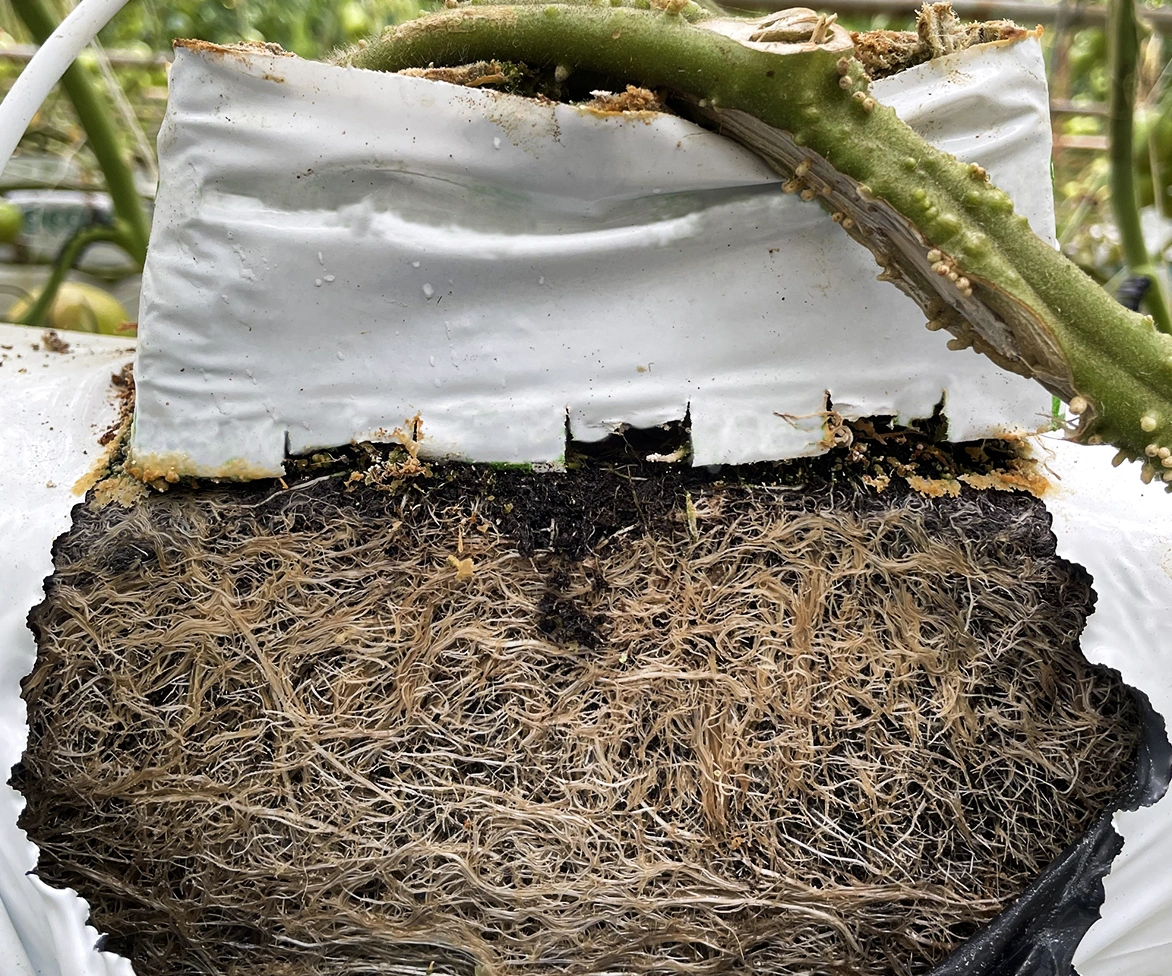A dense tangle of plant roots is visible inside a white grow bag, with a thick green stem emerging from the top. The bag is cut open, exposing the intricate root system and dark soil.