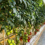 Rows of tall tomato plants with green and red tomatoes growing in a greenhouse, supported by white pipes and irrigation tubes along a concrete floor.