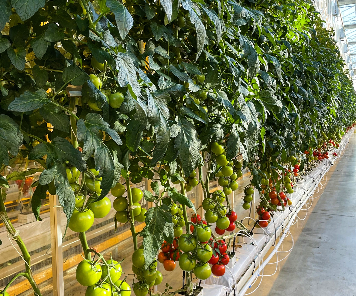 Rows of tall tomato plants with green and red tomatoes growing in a greenhouse, supported by white pipes and irrigation tubes along a concrete floor.