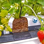 Strawberries growing in profile hydroponic slabs