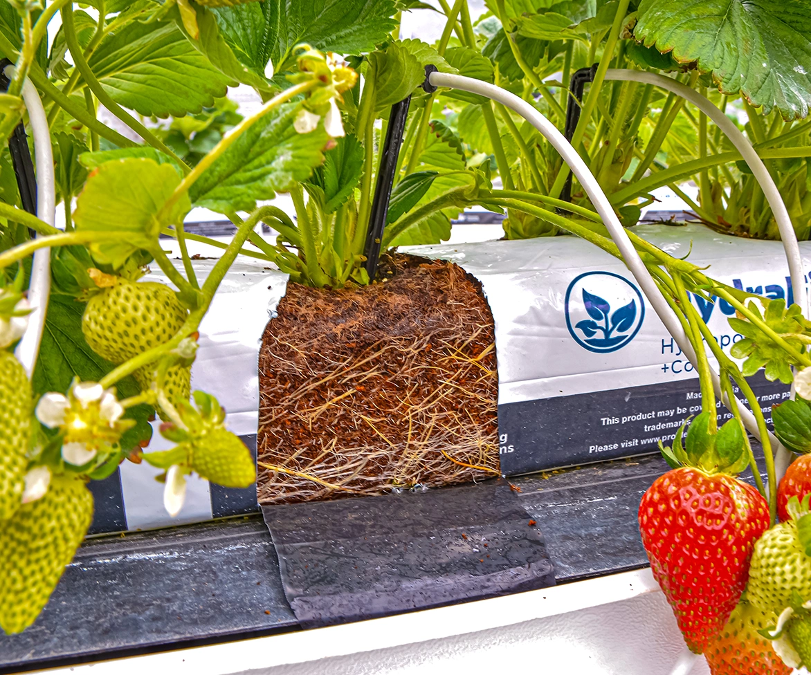 Strawberries growing in profile hydroponic slabs