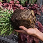 Profile peat plant root system.