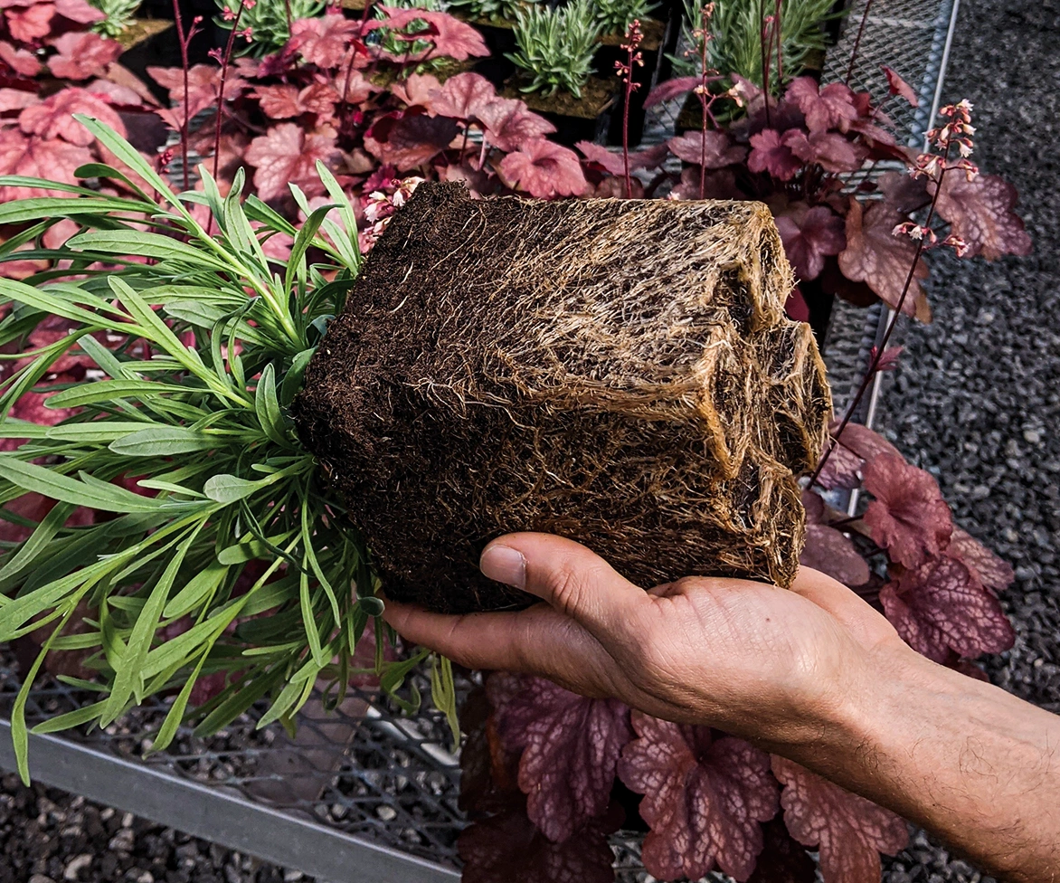 Profile peat plant root system.