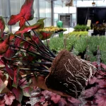 A hand holds a potted plant with exposed roots in a greenhouse.