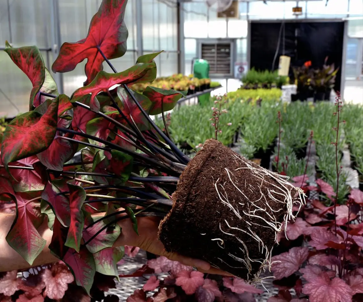 A hand holds a potted plant with exposed roots in a greenhouse.
