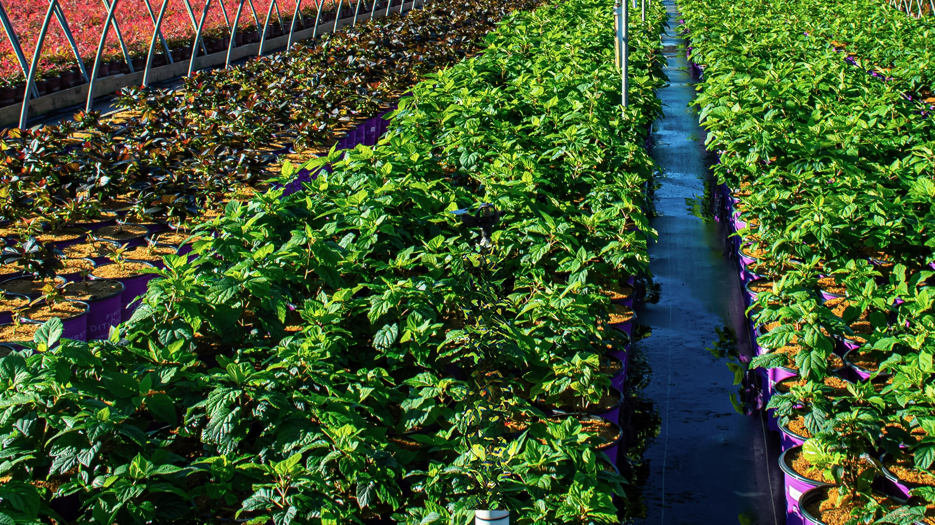 Rows of green, leafy plants in purple pots are growing in a greenhouse, with a narrow water-filled trench running between the rows under bright sunlight.
