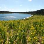 Green vegetation next to body of water