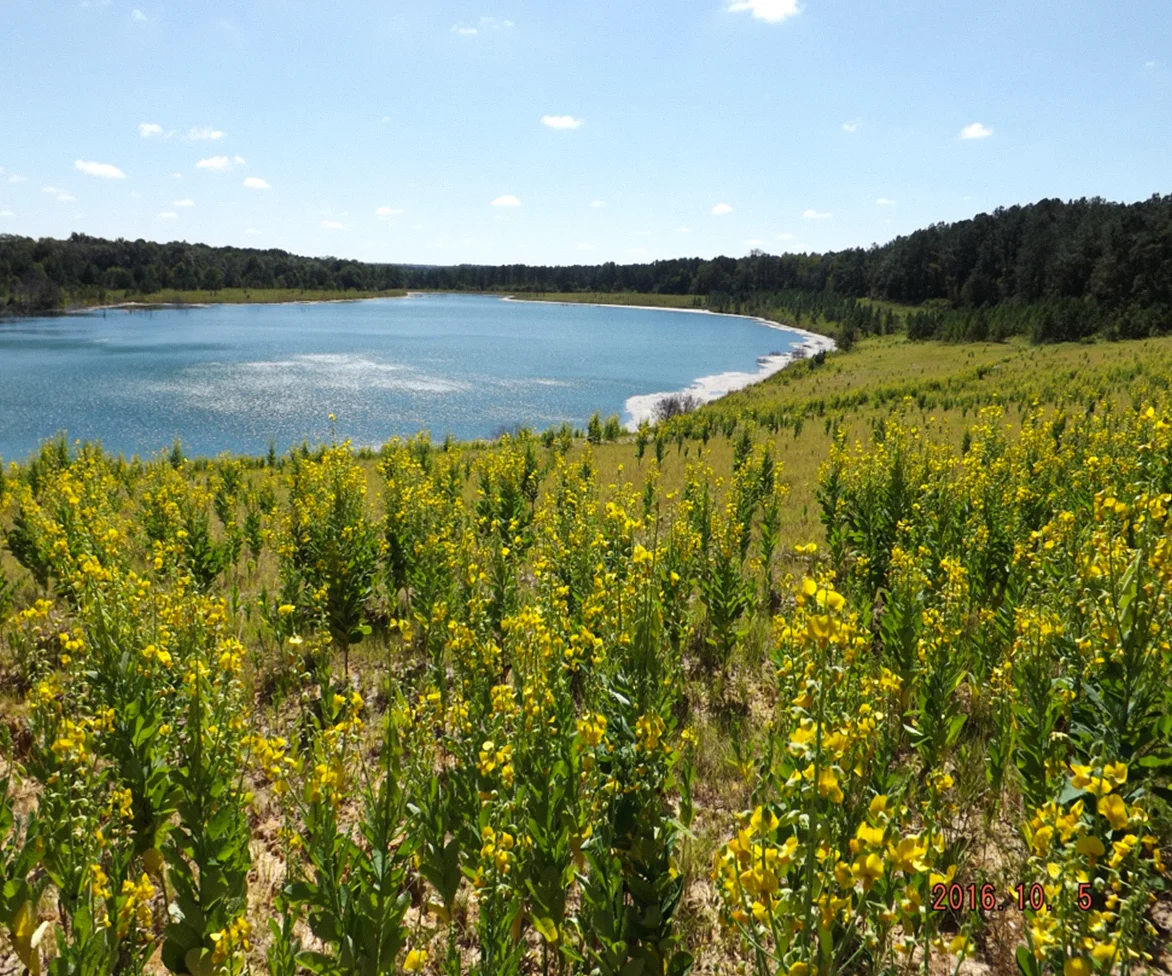 Green vegetation next to body of water
