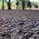 Rich soil.