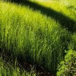 Sunlit tall green grass growing densely, with shadows from nearby trees creating diagonal lines across the scene. Some foliage is visible in the lower right corner.