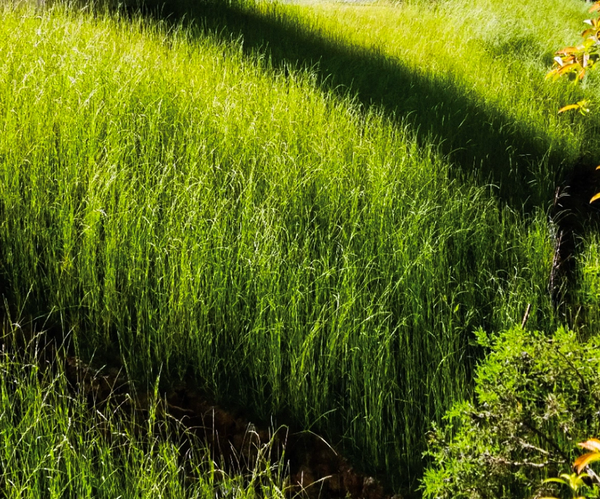 Sunlit tall green grass growing densely, with shadows from nearby trees creating diagonal lines across the scene. Some foliage is visible in the lower right corner.