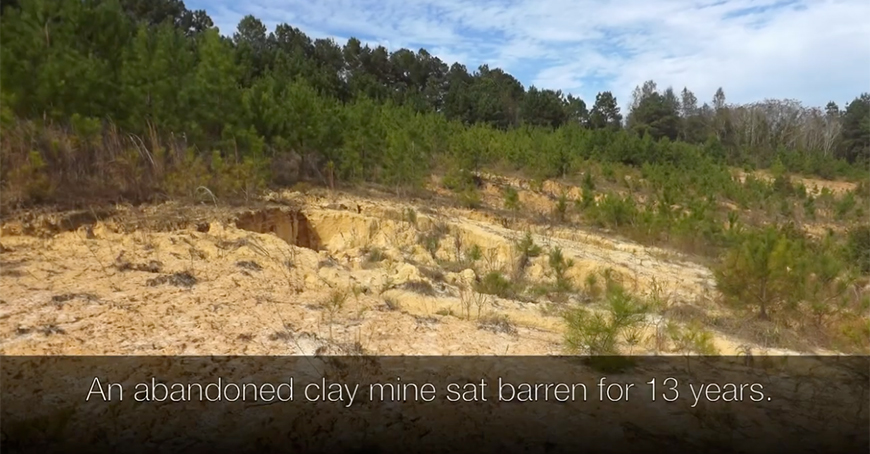 A barren, sandy clay mine with sparse young pines, surrounded by a forest. Text reads: An abandoned clay mine sat barren for 13 years..