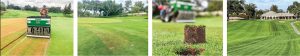 A golf course lawn is being aerated by a machine, leaving lines and soil plugs; close-up of a soil plug and view of the clubhouse in the distance.
