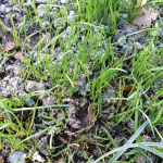 New grass.