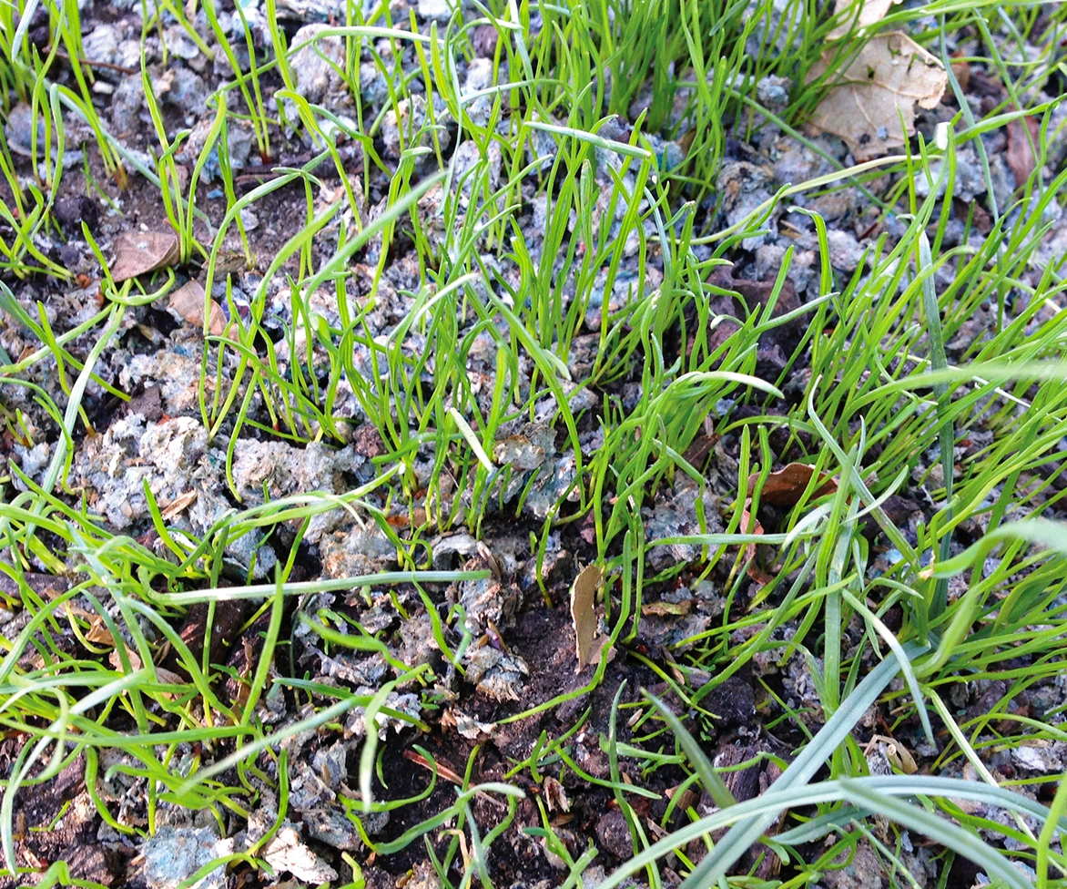 New grass.
