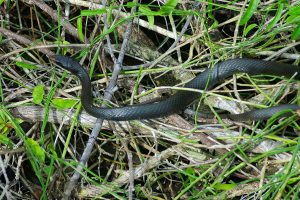 A dark-colored snake slithers through dry branches and green grass, partially hidden by the surrounding vegetation.