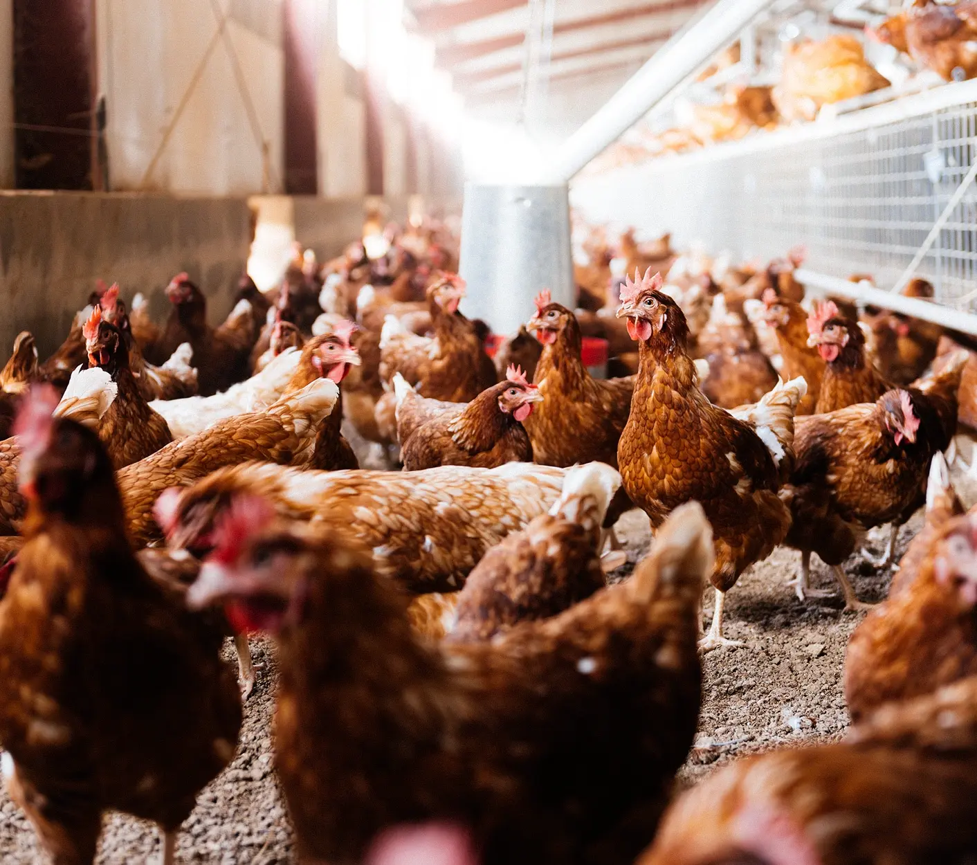 Chickens.
