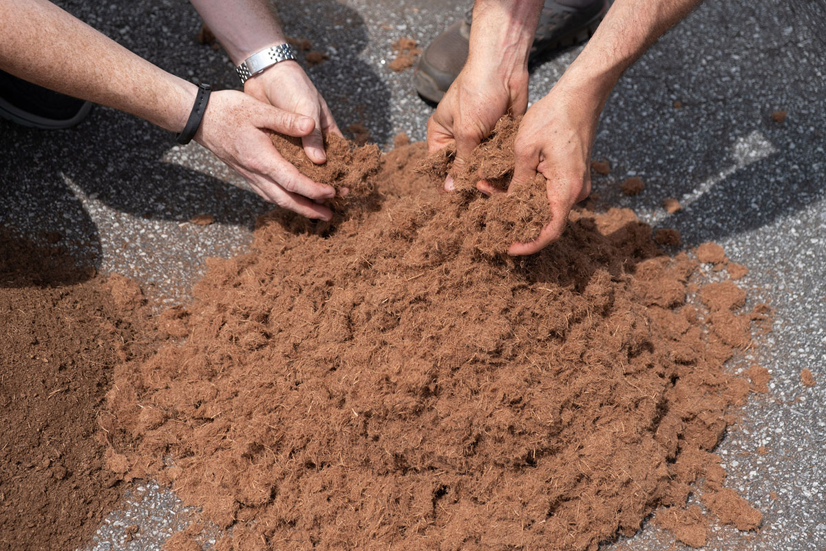 Four hands are sifting through a pile of loose brown coconut coir fibers on a rough, gray surface, possibly pavement.